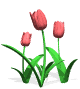 des tulipes